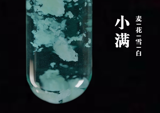 烧杯中的24节气-小满